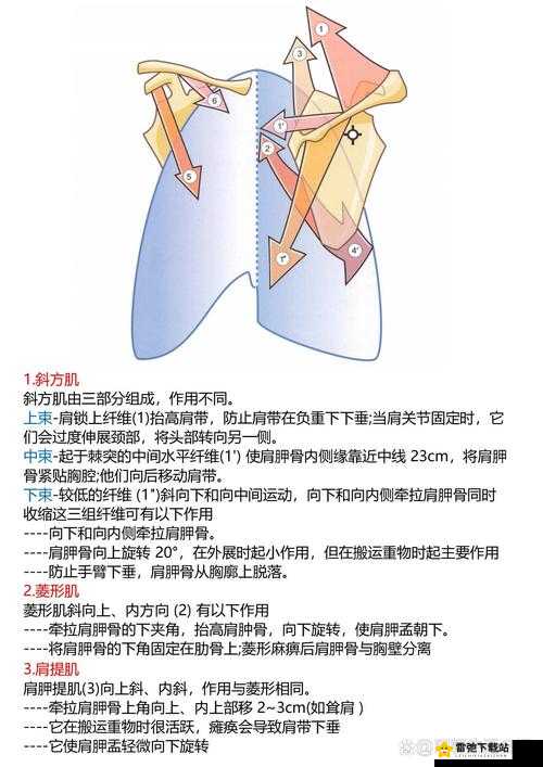 腰部下沉进入动起来的近义词：向下运动