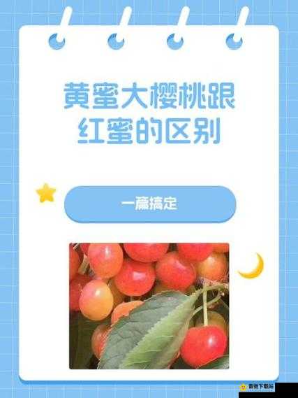 黄蜜大樱桃跟红蜜的区别：品种特性与口感差异