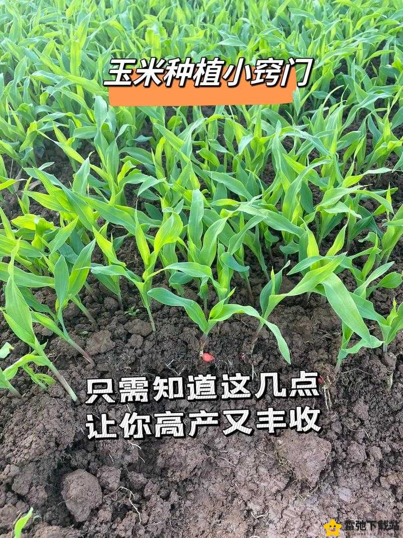 华夏人生玉米种植全攻略：详细农作物耕种秘籍大揭秘