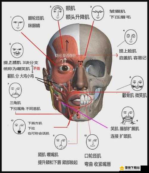 疼痛之轮WHEELOFPAIN：命运的抉择与救赎