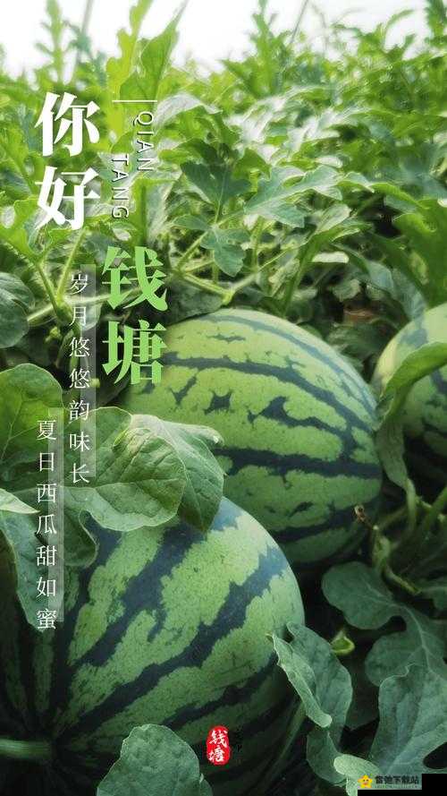 51cg10今日吃瓜拥有大众喜欢的极品资源：瓜中极品，资源无敌