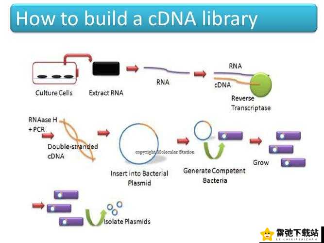 RNA与cDNA杂交在基因表达研究中的应用