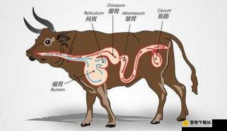 牛百叶是牛的什么部位：解密牛的内脏美味