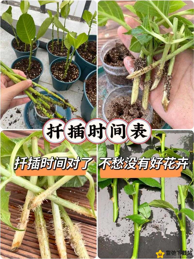 日本72种扦插方式：探索植物繁殖的奥秘